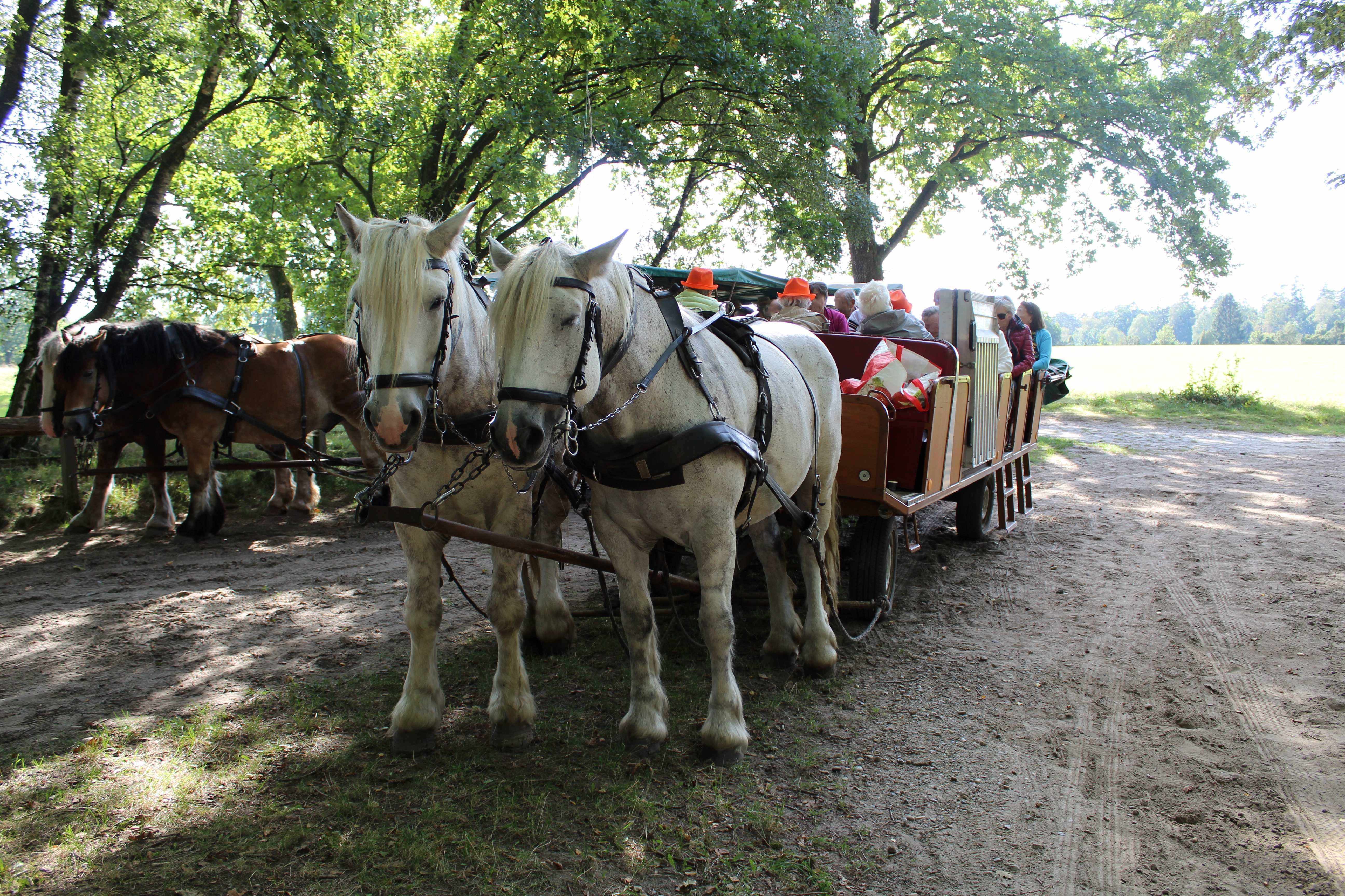 Ein von zwei Pferden gezogener Planwagen steht auf einem schattigen Waldweg. Auf dem Wagen sitzen mehrere Personen, die an einer Kutschfahrt teilnehmen. Die Szene wirkt idyllisch und naturverbunden.